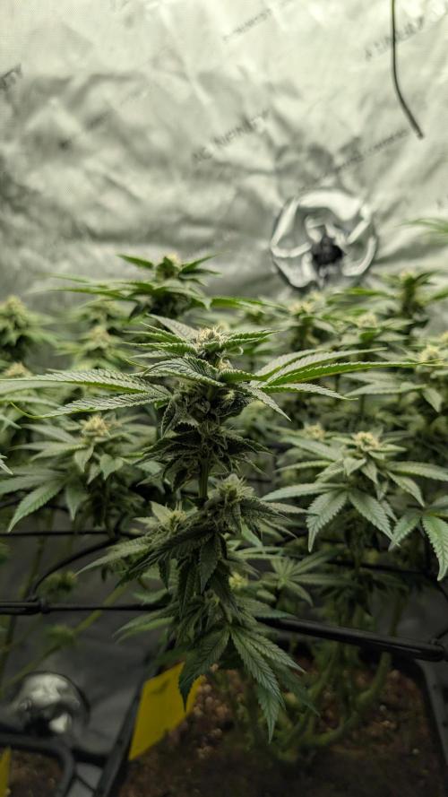 Orange Bud, Super Lemon Haze. Week 12