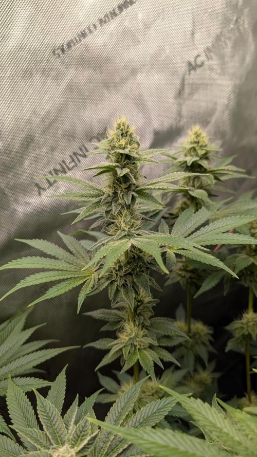 Orange Bud, Super Lemon Haze. Week 12