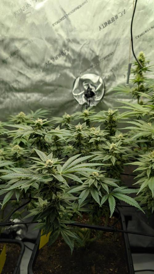Orange Bud, Super Lemon Haze. Week 12