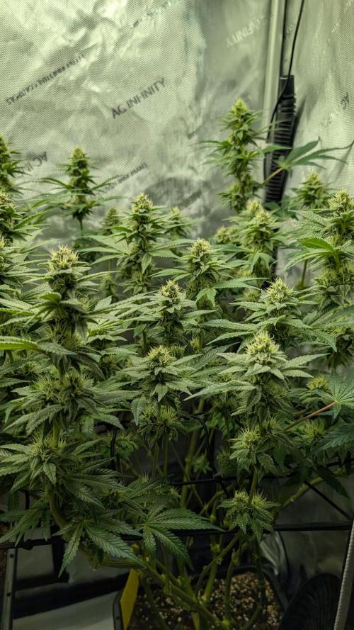 Orange Bud, Super Lemon Haze. Week 12