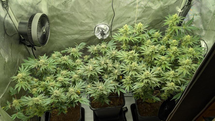 Orange Bud, Super Lemon Haze. Week 13