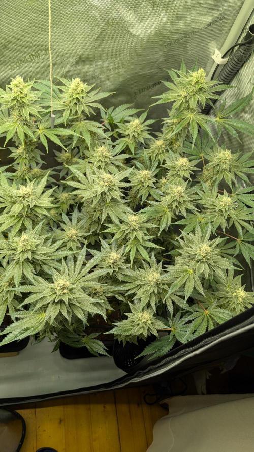 Orange Bud, Super Lemon Haze. Week 13