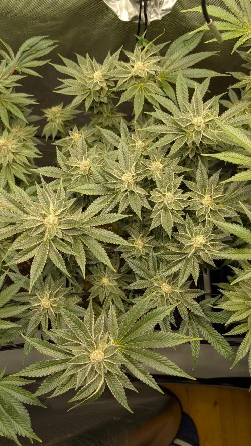 Orange Bud, Super Lemon Haze. Week 13