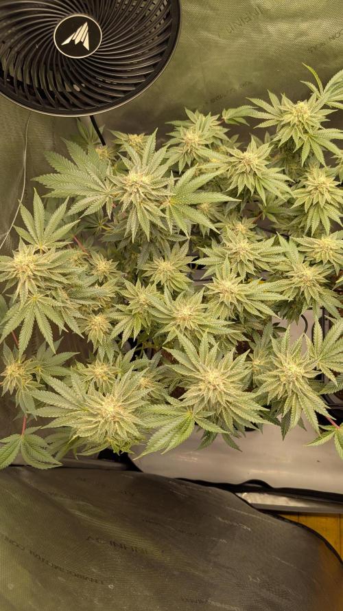 Orange Bud, Super Lemon Haze. Week 13
