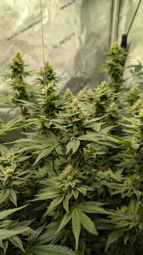 Orange Bud, Super Lemon Haze. Week 13