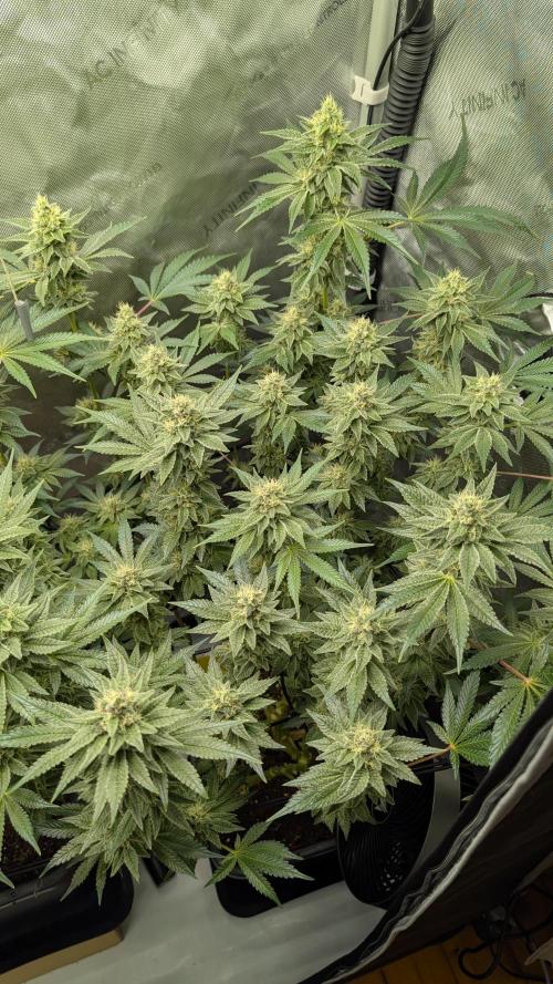Orange Bud, Super Lemon Haze. Week 13