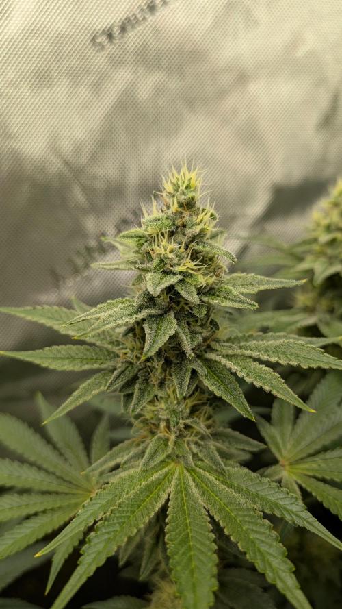 Orange Bud, Super Lemon Haze. Week 13