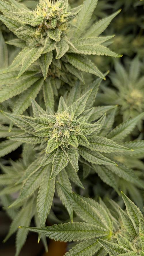 Orange Bud, Super Lemon Haze. Week 13