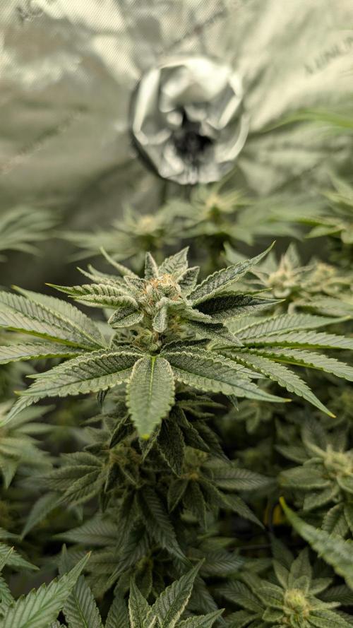Orange Bud, Super Lemon Haze. Week 13