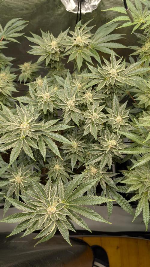 Orange Bud, Super Lemon Haze. Week 13