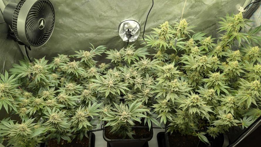 Orange Bud, Super Lemon Haze. Week 14