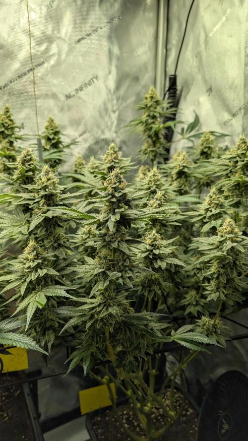 Orange Bud, Super Lemon Haze. Week 14