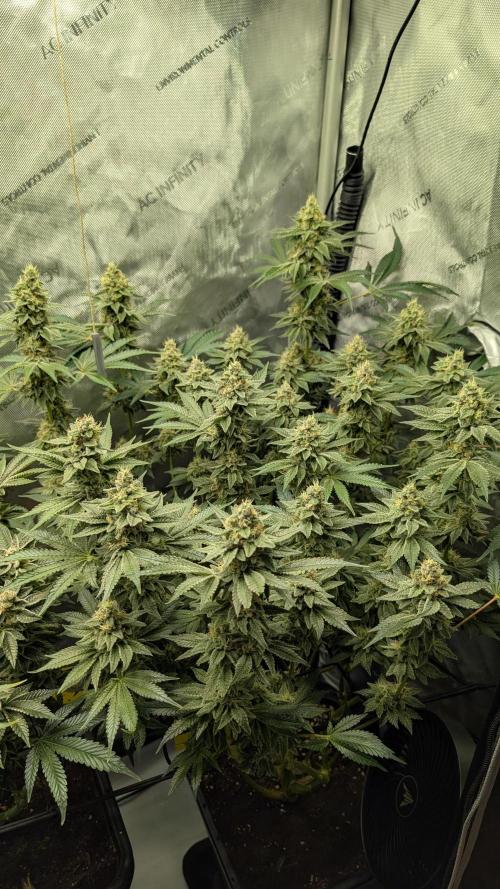 Orange Bud, Super Lemon Haze. Week 14