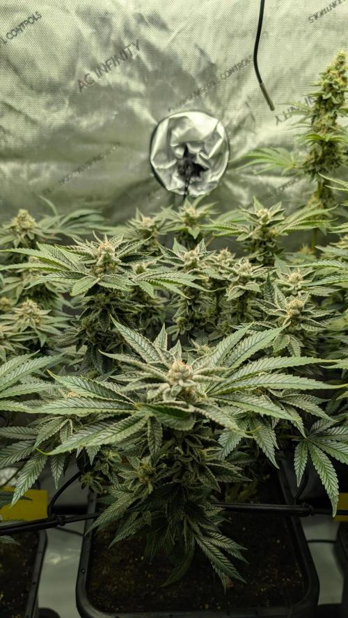 Orange Bud, Super Lemon Haze. Week 14