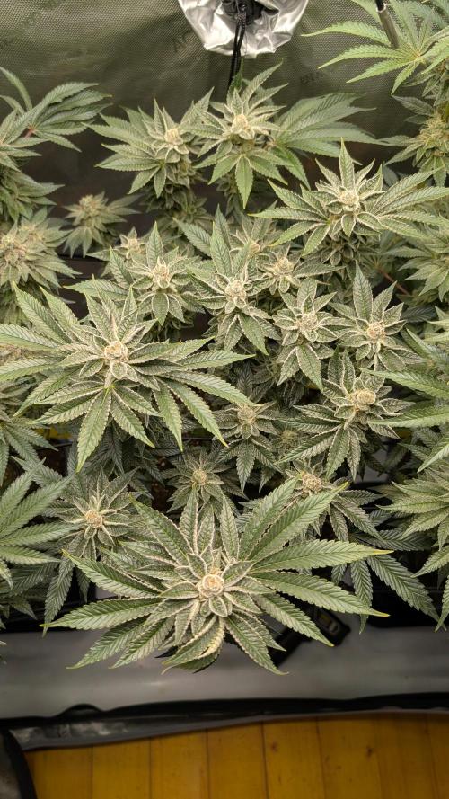 Orange Bud, Super Lemon Haze. Week 14
