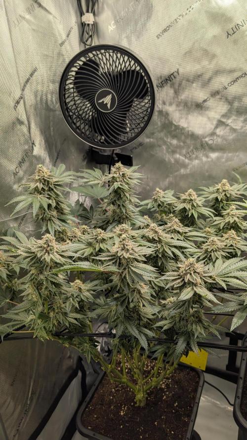 Orange Bud, Super Lemon Haze. Week 14