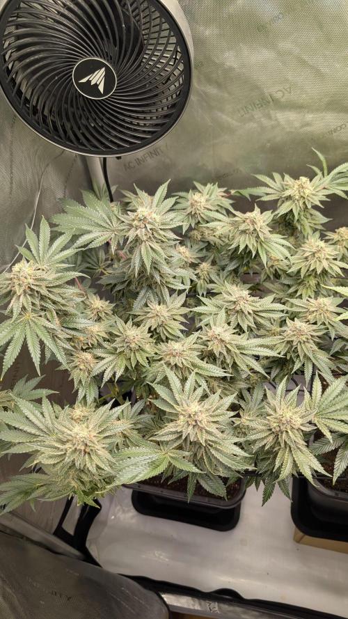 Orange Bud, Super Lemon Haze. Week 14