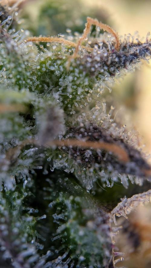 Orange Bud, Super Lemon Haze. Week 14