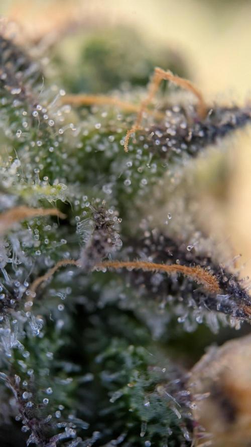 Orange Bud, Super Lemon Haze. Week 14