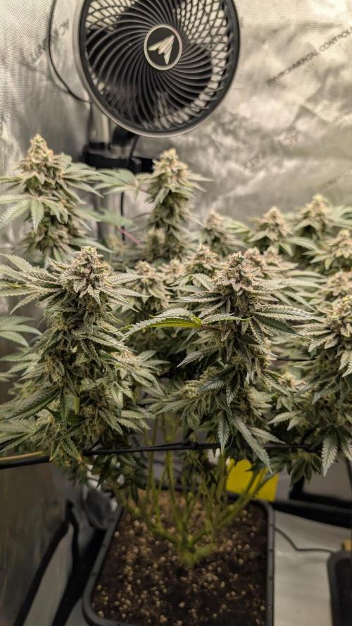 Orange Bud, Super Lemon Haze. Week 15 - Super Silver Haze 