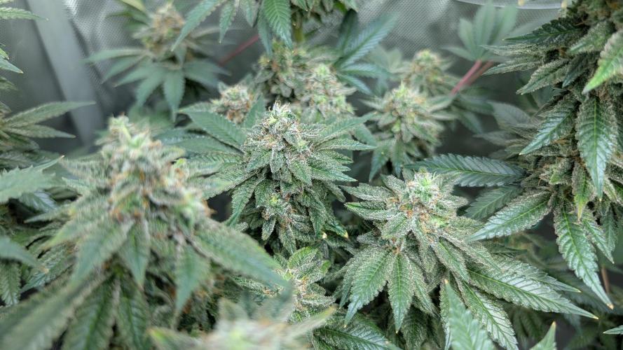 Orange Bud, Super Lemon Haze. Week 15 - Super Silver Haze 