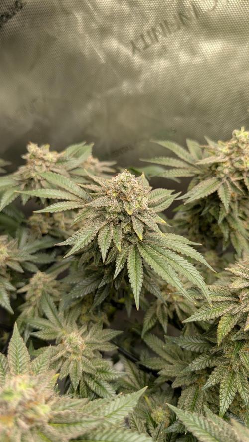 Orange Bud, Super Lemon Haze. Week 15 - Super Silver Haze 