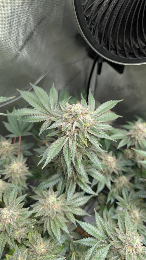Orange Bud, Super Lemon Haze. Week 15 - Super Silver Haze 