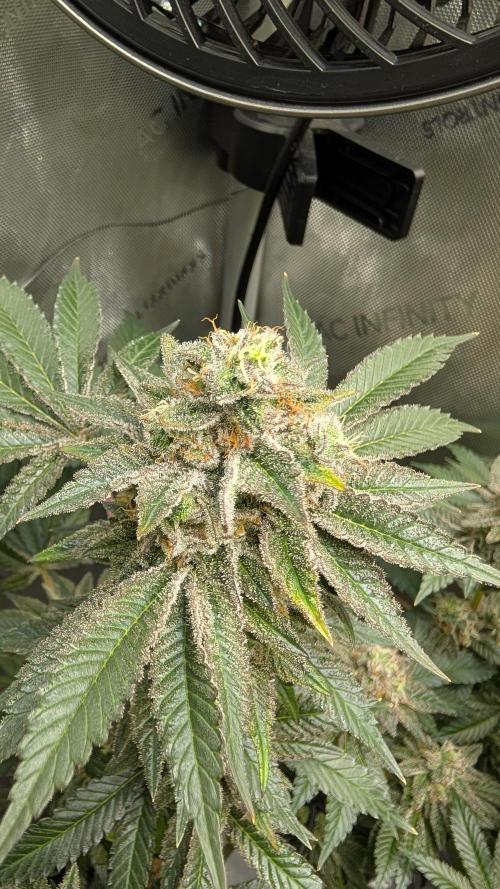 Orange Bud, Super Lemon Haze. Week 15 - Super Silver Haze 