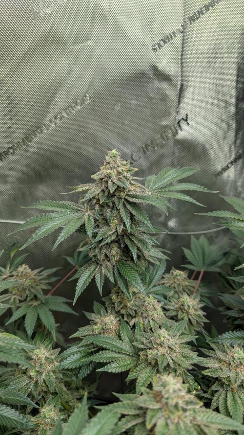 Orange Bud, Super Lemon Haze. Week 15 - Super Silver Haze 