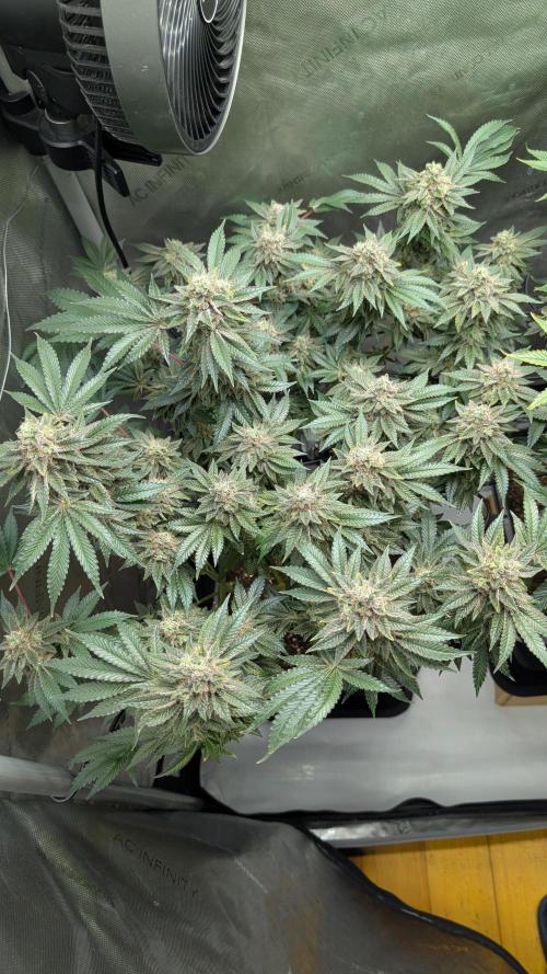 Orange Bud, Super Lemon Haze. Week 15 - Super Silver Haze 