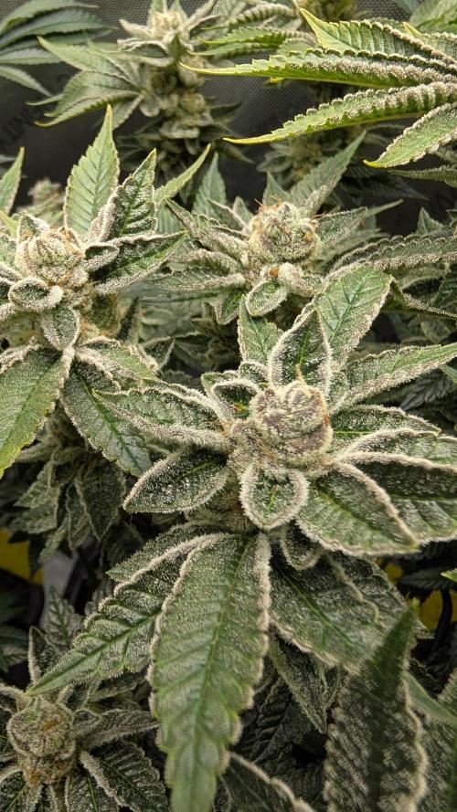 Orange Bud, Super Lemon Haze. Week 15 - Orange Bud 