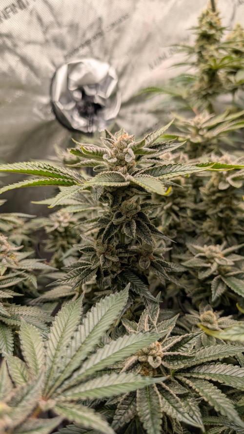 Orange Bud, Super Lemon Haze. Week 15 - Orange Bud 