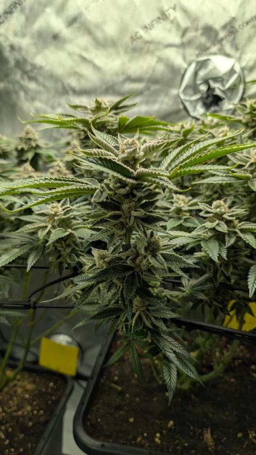 Orange Bud, Super Lemon Haze. Week 15 - Orange Bud 