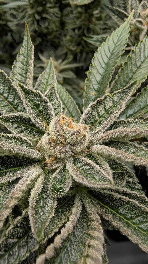 Orange Bud, Super Lemon Haze. Week 15 - Orange Bud 