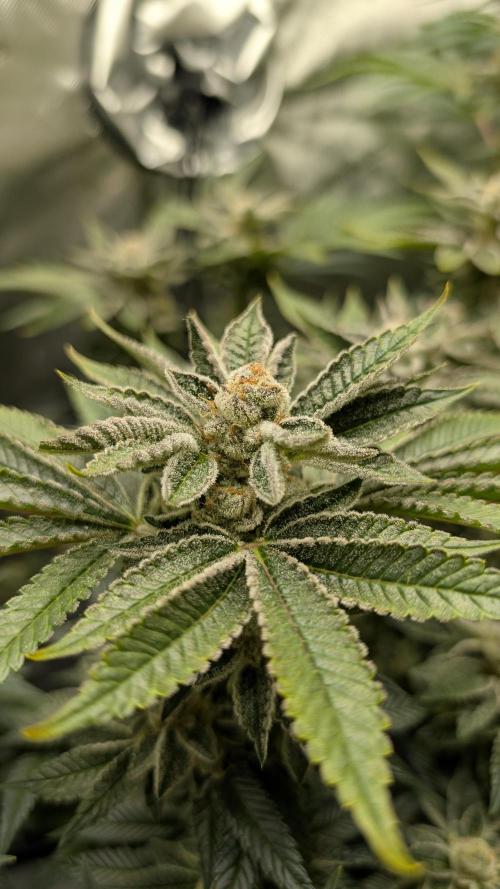 Orange Bud, Super Lemon Haze. Week 15 - Orange Bud 