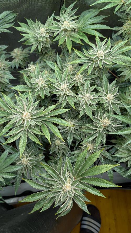 Orange Bud, Super Lemon Haze. Week 15 - Orange Bud 
