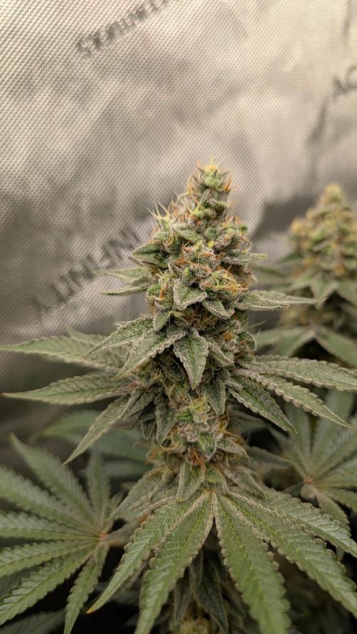 Orange Bud, Super Lemon Haze. Week 15 - Super Lemon Haze 