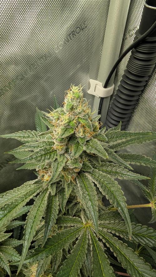 Orange Bud, Super Lemon Haze. Week 15 - Super Lemon Haze 