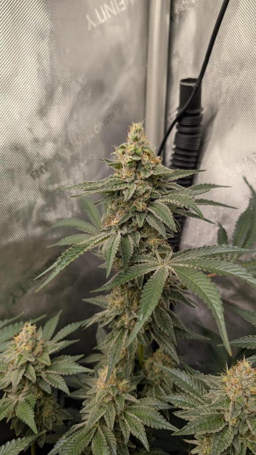 Orange Bud, Super Lemon Haze. Week 15 - Super Lemon Haze 