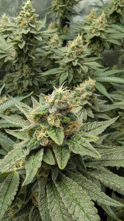 Orange Bud, Super Lemon Haze. Week 15 - Super Lemon Haze 