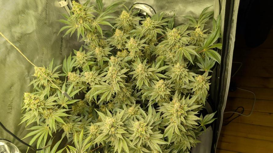 Orange Bud, Super Lemon Haze. Week 15 - Super Lemon Haze 