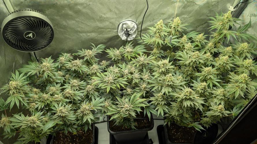 Orange Bud, Super Lemon Haze. Week 15 - L: Super Silver Haze
M: Orange Bud 2.0
R: Super Lemon Haze 