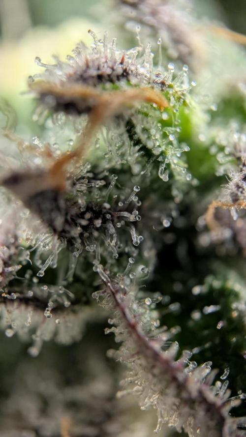 Orange Bud, Super Lemon Haze. Week 15 - Super Silver Haze 