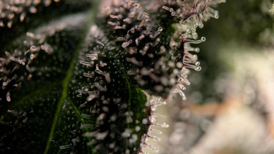 Orange Bud, Super Lemon Haze. Week 15 - Super Silver Haze 