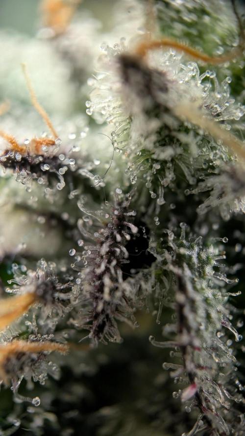 Orange Bud, Super Lemon Haze. Week 15 - Super Silver Haze