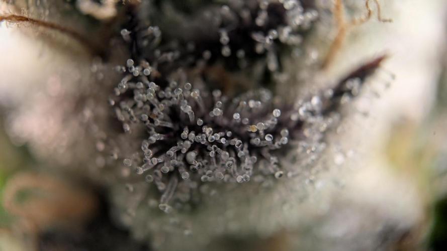 Orange Bud, Super Lemon Haze. Week 15 - Orange Bud