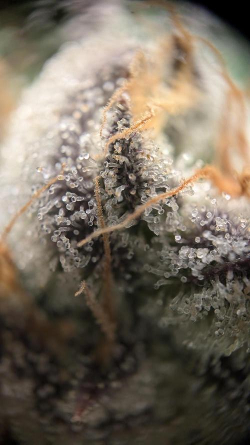 Orange Bud, Super Lemon Haze. Week 15 - Orange Bud