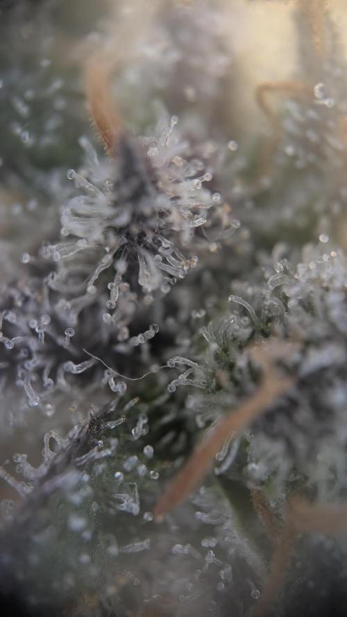 Orange Bud, Super Lemon Haze. Week 16 - Super Silver Haze 