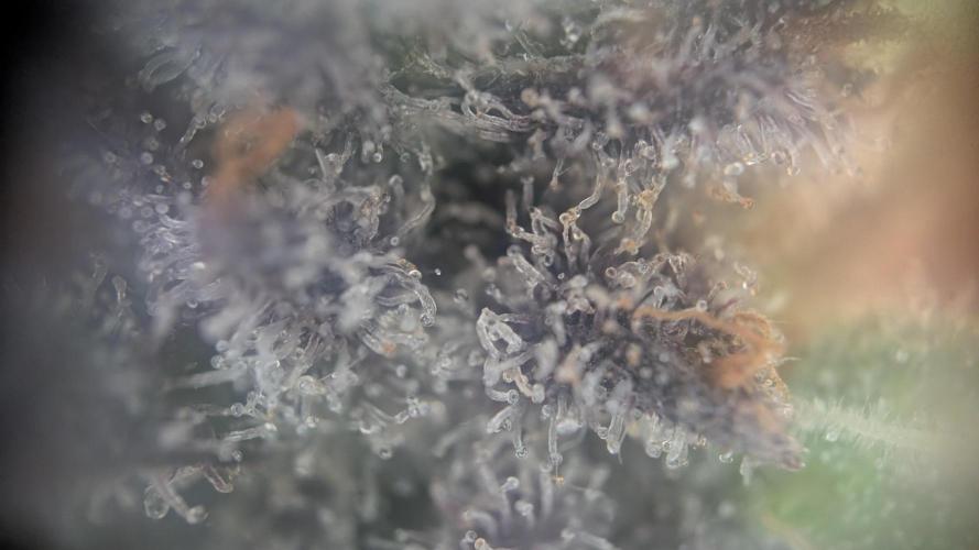 Orange Bud, Super Lemon Haze. Week 16 - Super Silver Haze 