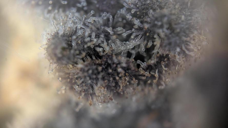 Orange Bud, Super Lemon Haze. Week 16 - Orange Bud